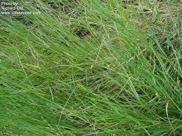 Image result for Panicum repens