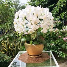 See more ideas about gubahan bunga, corak krusye, perkahwinan. Gubahan Bunga Orkid Besar Home Furniture Home Decor On Carousell