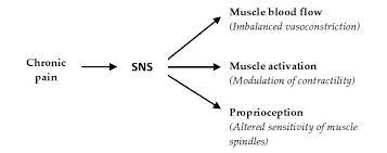 Autonomic Regulation In Musculoskeletal Pain Intechopen