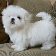 We also have a few girls that have been imported from korea. Pin By Catherine Breuzet On Pets Teacup Puppies Maltese Maltese Puppy Puppies