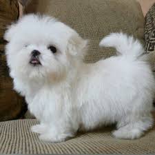 Maybe you would like to learn more about one of these? Tiny Soooo Cute Teacup Maltese Puppy When Fully Grown Only Weigh 3 4 Lbs Adorable Soo Cutee Teacup Puppies Maltese Maltese Puppy Puppies