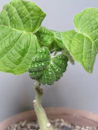 Image result for Ipomoea albivenia