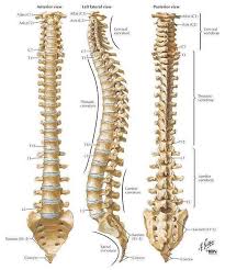 The Spinal Column Is Comprised Of 26 Individual Bones These Bones Are Referred To As Vertebrae The Spinal Colum Spinal Cord Anatomy Human Spine Spinal Surgery