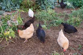 Have been raised in large areas with other birds, and would be a great addition to your backyard flock. Backyard Chickens Which Breed Is Best What To Know The Tiny Life