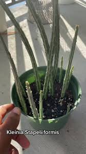 Image result for Kleinia sp.no.1