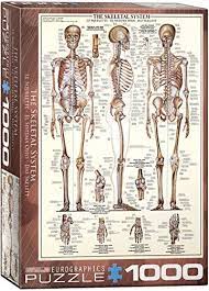 The place for fun, interactive and educational views of the human body. Human Anatomy Puzzles Educational And Fun Jigsaw Puzzles Skeletal System Puzzle Skeletal