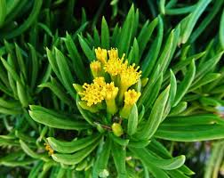 Image result for Senecio barbertonicus