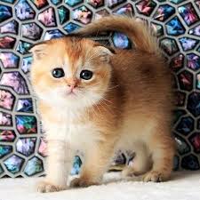 Scottish fold kittens for sale new mexico. 252 Zamir Scottish Fold Shorthair Male Kitten Buy Exotic Kittens For Sale