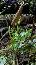 Image result for Peperomia fernandopoiana