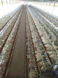 Download General Guidelines For Feed Formulation Of Commercial Poultry Broilers Layers Pashudhan Praharee