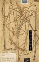 Image result for Hyparrhenia welwitschii