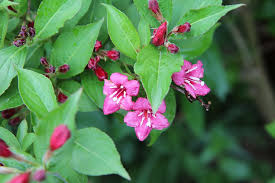 It is known for producing large crops of very large and sweet berries that are dark red in color. Vegelia Weigelia Vegelia Pink Flowers Raspberry Flowering Plant Part Leaf Plant Growth Flowering Plant Pxfuel