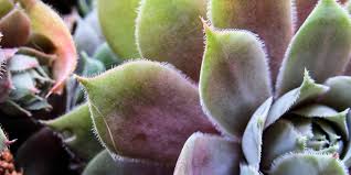 Maybe you would like to learn more about one of these? Plant Finders Plant Resources Home Ttu