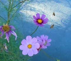 Bee Chase Round And Round The Cosmos Flowers Cosmos Flowers Flowers Flower Garden