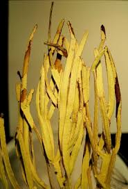 Image result for Empogona coriacea