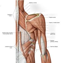 There are three main muscles in your shoulder: Deep Posterior Shoulder Muscles Diagram Quizlet