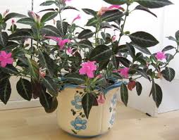 Image result for Ruellia makoyana