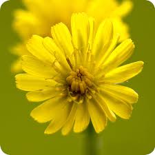 Image result for Hypochaeris radicata