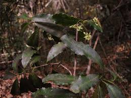 Image result for Brexia