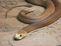 Taipan Snake Pictures At T Yahoo Search Results Snake Venom Inland Taipan Snake
