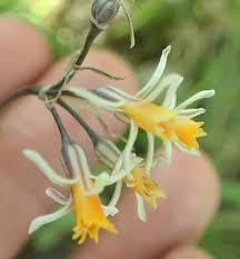 Image result for Tulbaghia cameronii