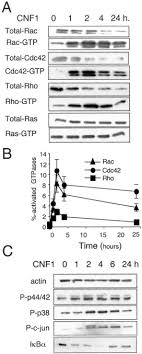 Installing recessed lights in a room can be the little magic that brings out the spectacular, elegant outlook. Activation And Proteasomal Degradation Of Rho Gtpases By Cytotoxic Necrotizing Factor 1 Elicit A Controlled Inflammatory Response Journal Of Biological Chemistry