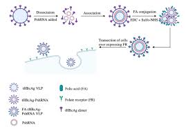 Subscribe to latest update for associate jobs. Ijms Free Full Text Hepatitis B Virus Like Particle Targeted Delivery Of Plasmid Expressing Short Hairpin Rna For Silencing The Bcl 2 Gene In Cervical Cancer Cells Html