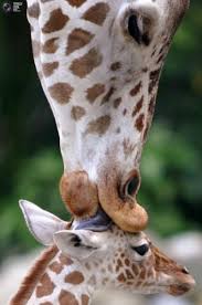 The Cutest Animals Of The Week What Do You Like Best Sweet Animals Giraffe Wi With Images Cute Animals Cute Animal Pictures Cute Baby Animals