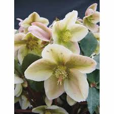 Cover the basics with apples, avocados and grapes. Helleborus Ivory Prince Shade Perennials Mitre 10