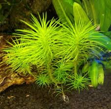 Image result for Pogostemon aquaticus