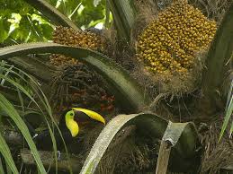 Image result for Elaeis