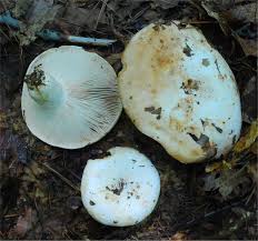 Image result for Russula compacta