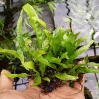 We would like to show you a description here but the site won't allow us. Jual Java Fern Terdekat Harga Murah Grosir August 2021
