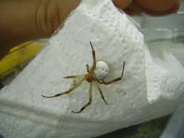 10 common house spiders and how to identify them, according to entomologists. Black Widow Spiders Travel To Uk Widow Spider Spider Black Widow Spider