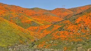 Maybe you would like to learn more about one of these? Flower Power Lake Elsinore Reopens Poppy Fields Amid Traffic Nightmare Times Of San Diego