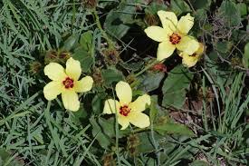 Image result for Hibiscus aethiopicus