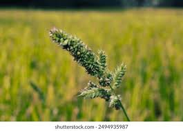 Image result for Echinochloa frumentacea