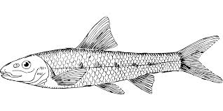 Das ausmalen lernt kinder passende farben und schattierungen kennen. Fische Kennenlernen Informationen Und Malvorlagen Fur Kinder