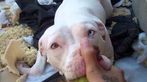 Albino Pitbull Youtube