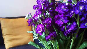 Check spelling or type a new query. K S Faves Fresh Flowers The Adventures Of Z K