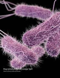 The two species of salmonella are salmonella enterica and salmonella bongori. Tifoid Patofisiologi Diagnosis Penatalaksanaan Alomedika