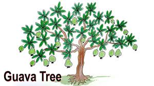 How To Draw Guava Tree Very Easy Drawing Guava Tree Youtube Guava tree care and growing is easy. how to draw guava tree very easy drawing guava tree