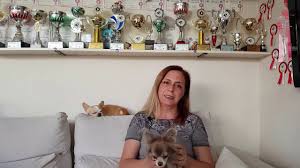 Chihuahua Hakkinda Jasmin S Stars Chihuahua Secereli Satilik Chihuahua Yavrulari