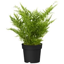 Image result for Pteris dentata