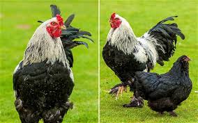 Little John Ayam Jago Raksasa Setinggi 66 Cm Merdeka Com