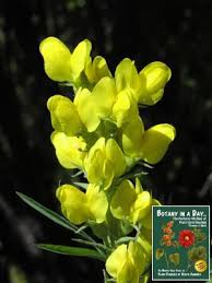Image result for Fabaceae subfamily Papilionoideae