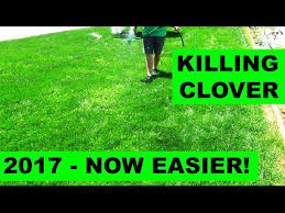 While white clover is a harmless weed, you may not want it inhabiting your grassy lawn. How To Get Rid Of Clover In 2017 Youtube