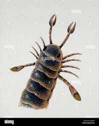 Image result for Pterygota mildbraedii