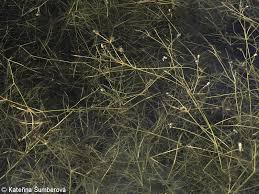 Image result for Potamogeton pusillus