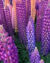 Lupin Flowers At Lake Tekapo New Zealand Via Wildnerness Addict Video Lupine Flowers Bloom Nature Photography